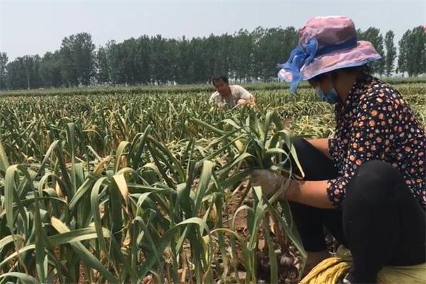 农村什么工作一个月能赚6000块,农村一年赚20万的工作