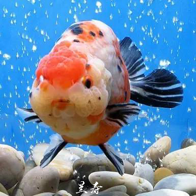 8-10厘米兰寿和10-12厘米兰寿混养吗,饲养兰寿金鱼有哪些注意事项