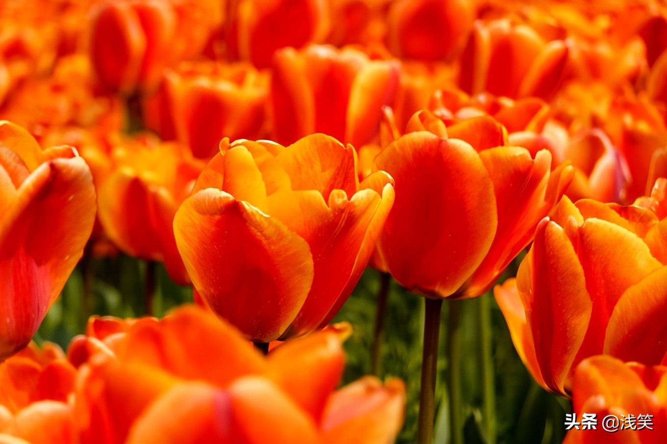 芬芳之人方能遇到芬芳之心，郁金香开成了荷兰花海