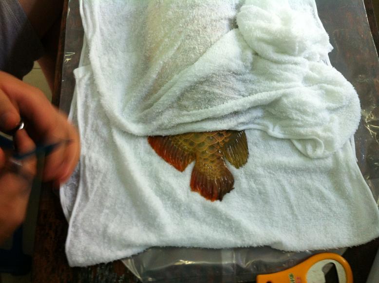 金龙鱼鱼尾受伤，龙须折断，主人为它做整形手术