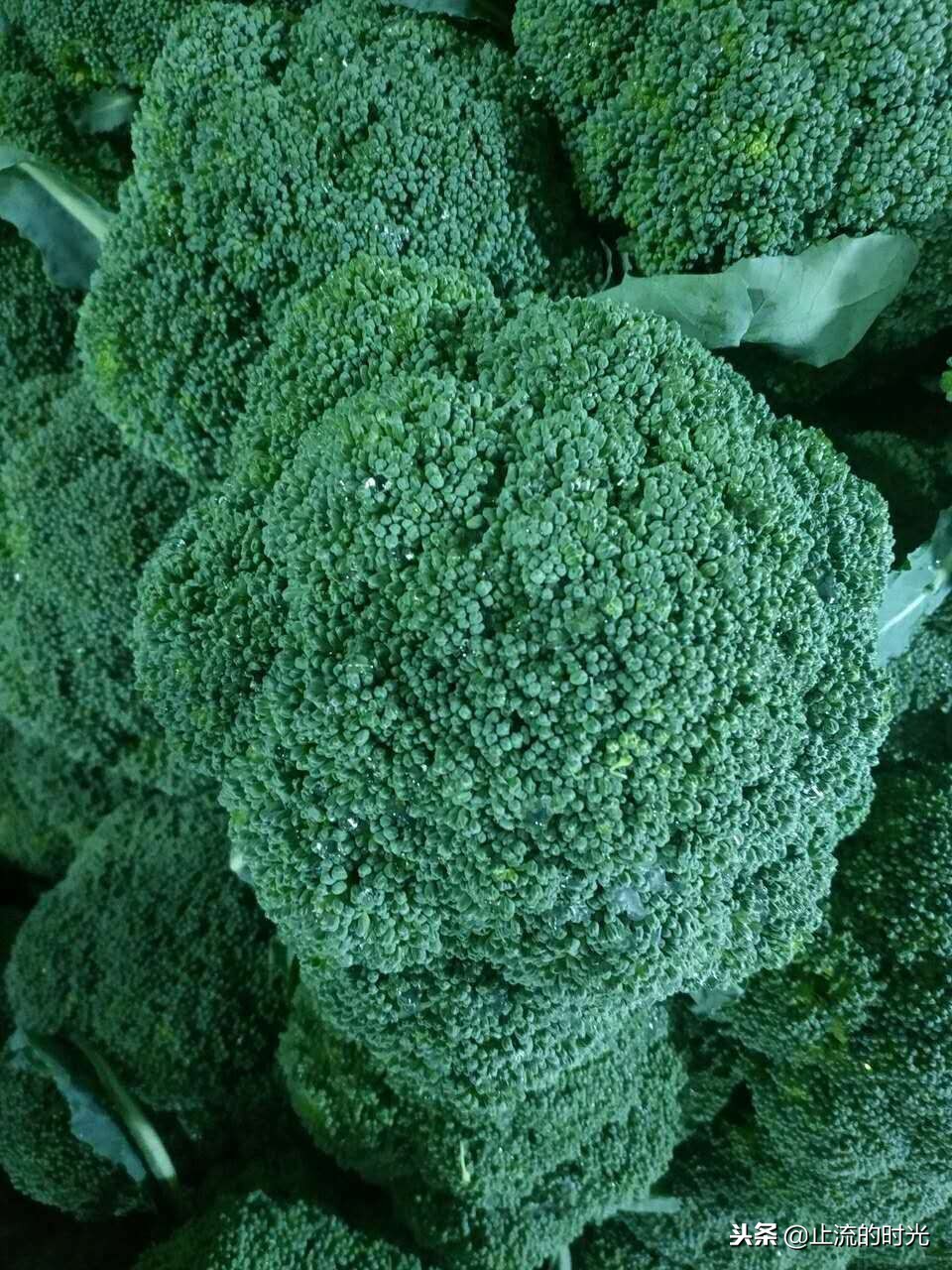 跌落神坛的五种多肉,长相奇特的6种多肉