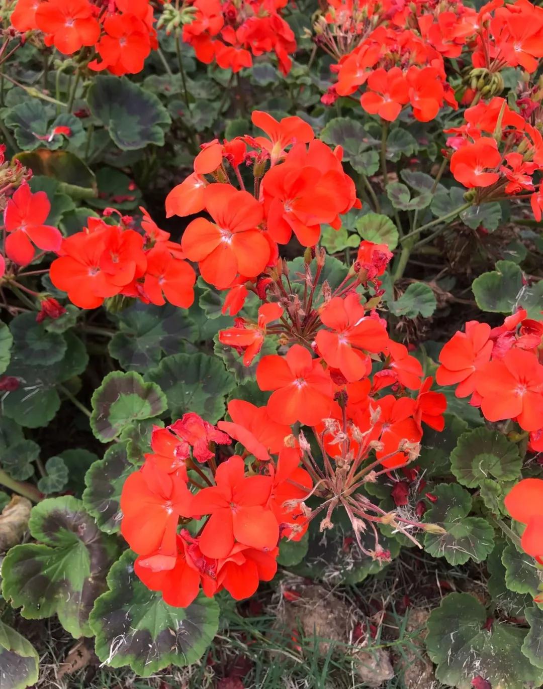 天竺葵怎么扦插容易成活图片,冬季天竺葵扦插怎样成活率高