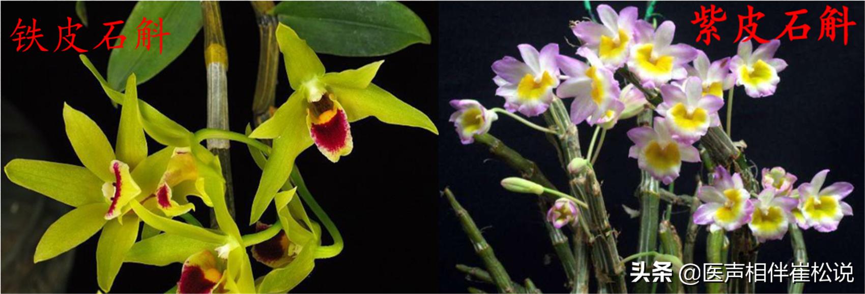 霍山石斛九大仙草之首是什么,九大仙草之首的石斛是什么石斛