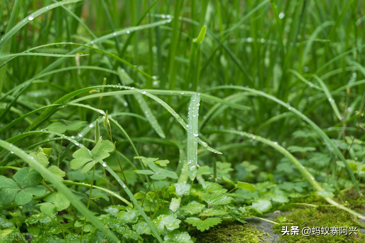 怎样防止韭菜根的虫害,韭菜虫害之韭蛆防治技术