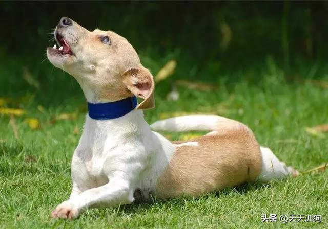 如果狗狗不听话该怎么惩罚呢,狗狗不听话喊不回来怎么办