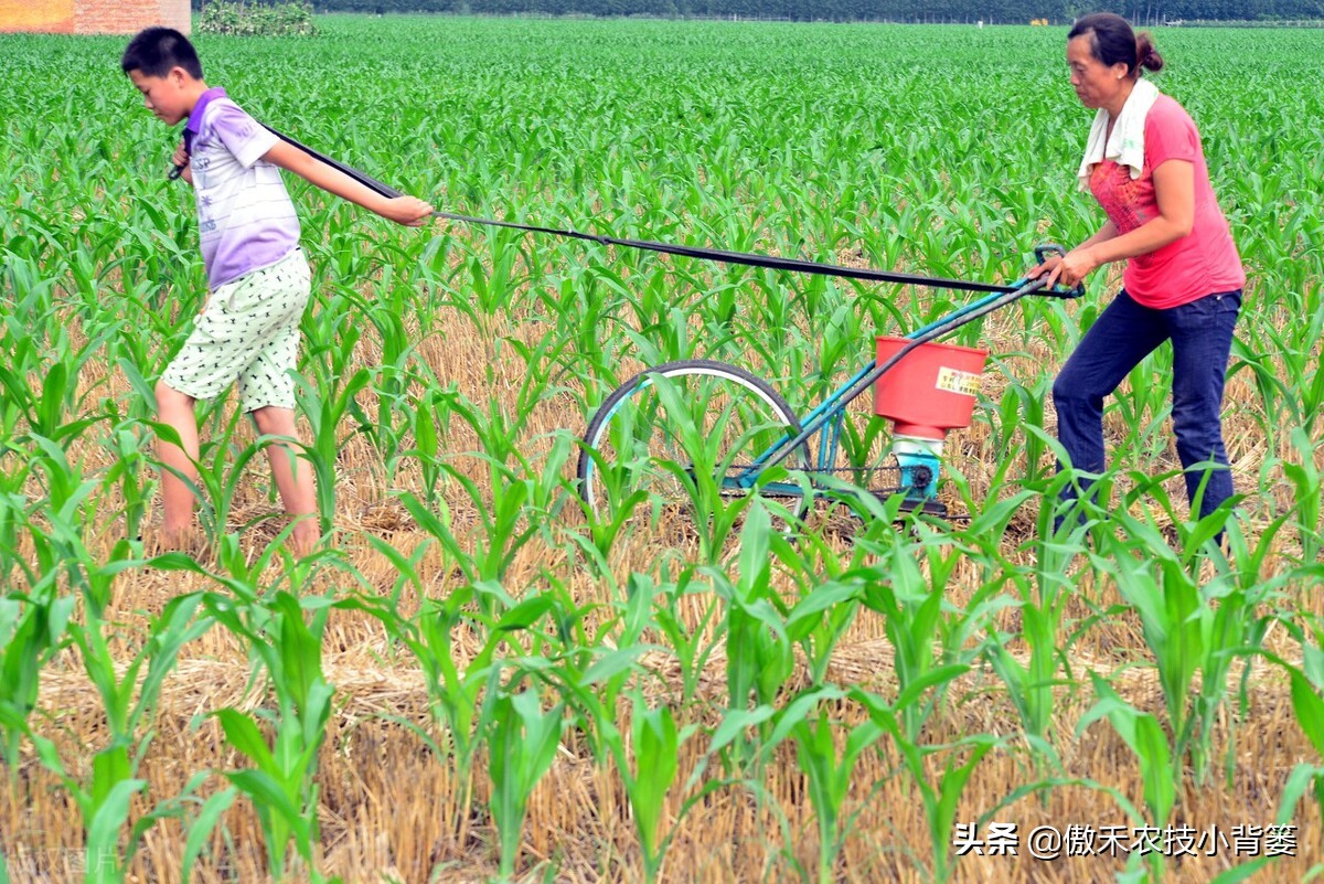 玉米和水稻对锌很敏感，巧施、巧喷、巧用能增产
