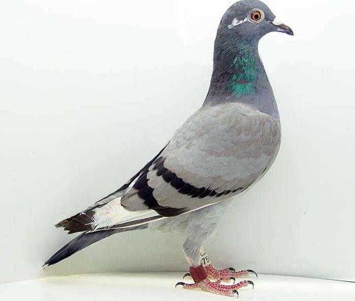 新手养信鸽还是肉鸽好,新手养鸽子怎么避免上当