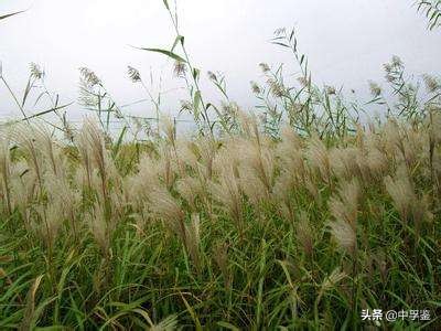 易经第十一卦泰卦的白话注解,易经泰卦爻辞