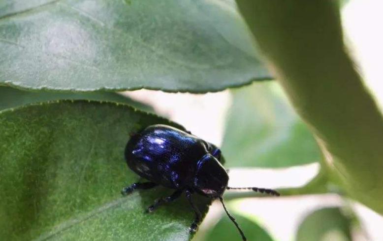 金龟子咬植物,金龟子幼虫蛴螬要不要去除