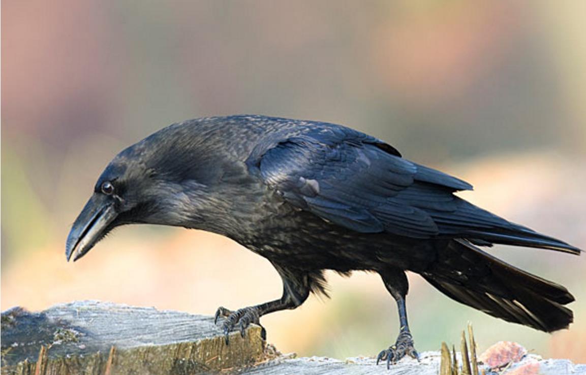 乌鸦为什么能预测凶兆,乌鸦真的是鸟类中智商最高的存在