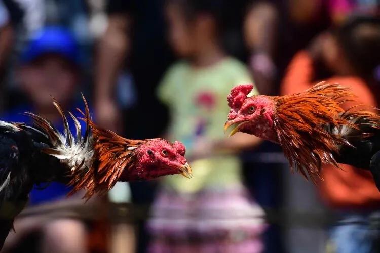 每个人心中都有一个西双版纳,西双版纳最吸引你的是什么