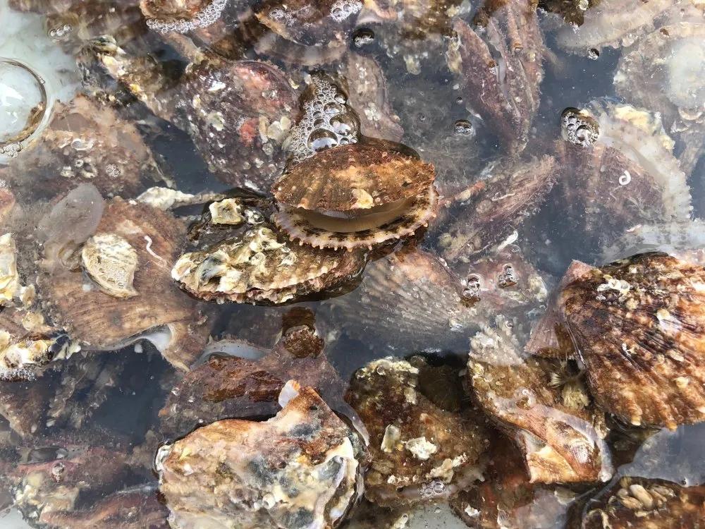 二月份威海海鲜价格,威海海鲜价格实时查询系统