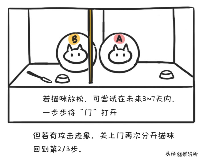 多猫家庭打架,多猫家庭遇到猫咪打架该怎么办