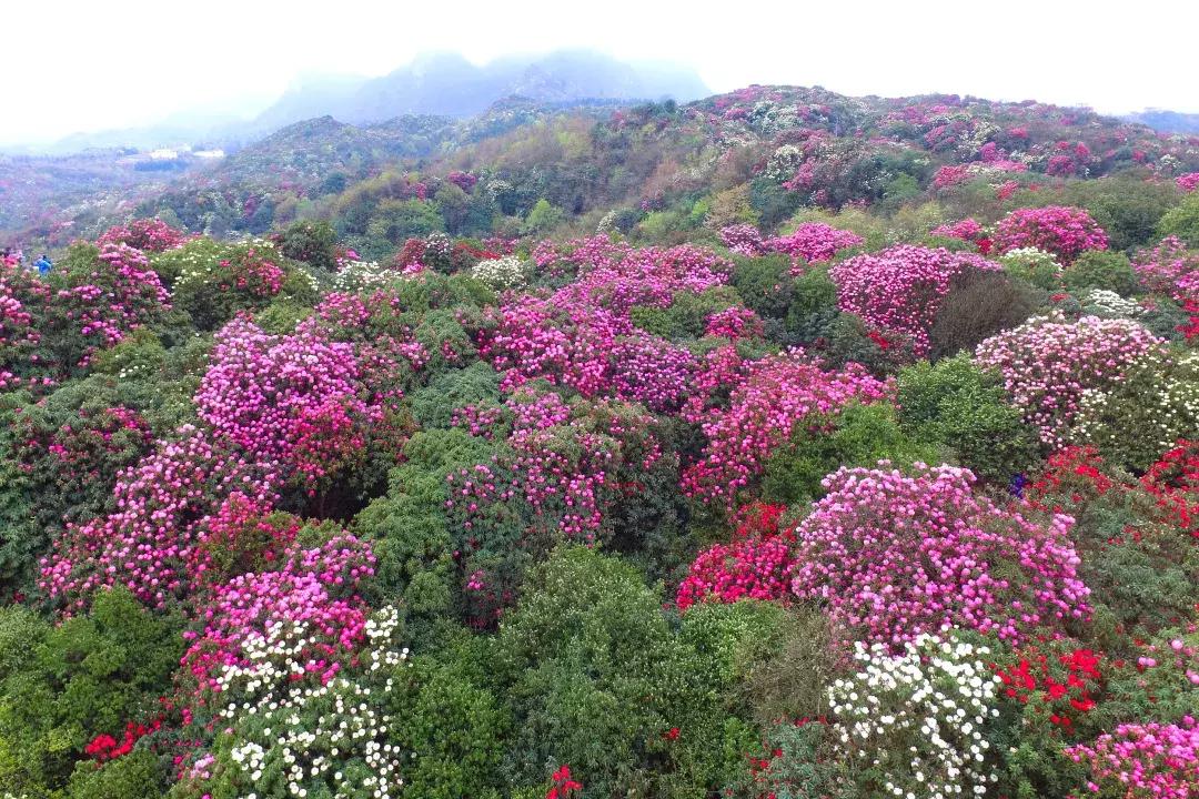 最美的花送给大家共赏,最美的花送给大家观赏