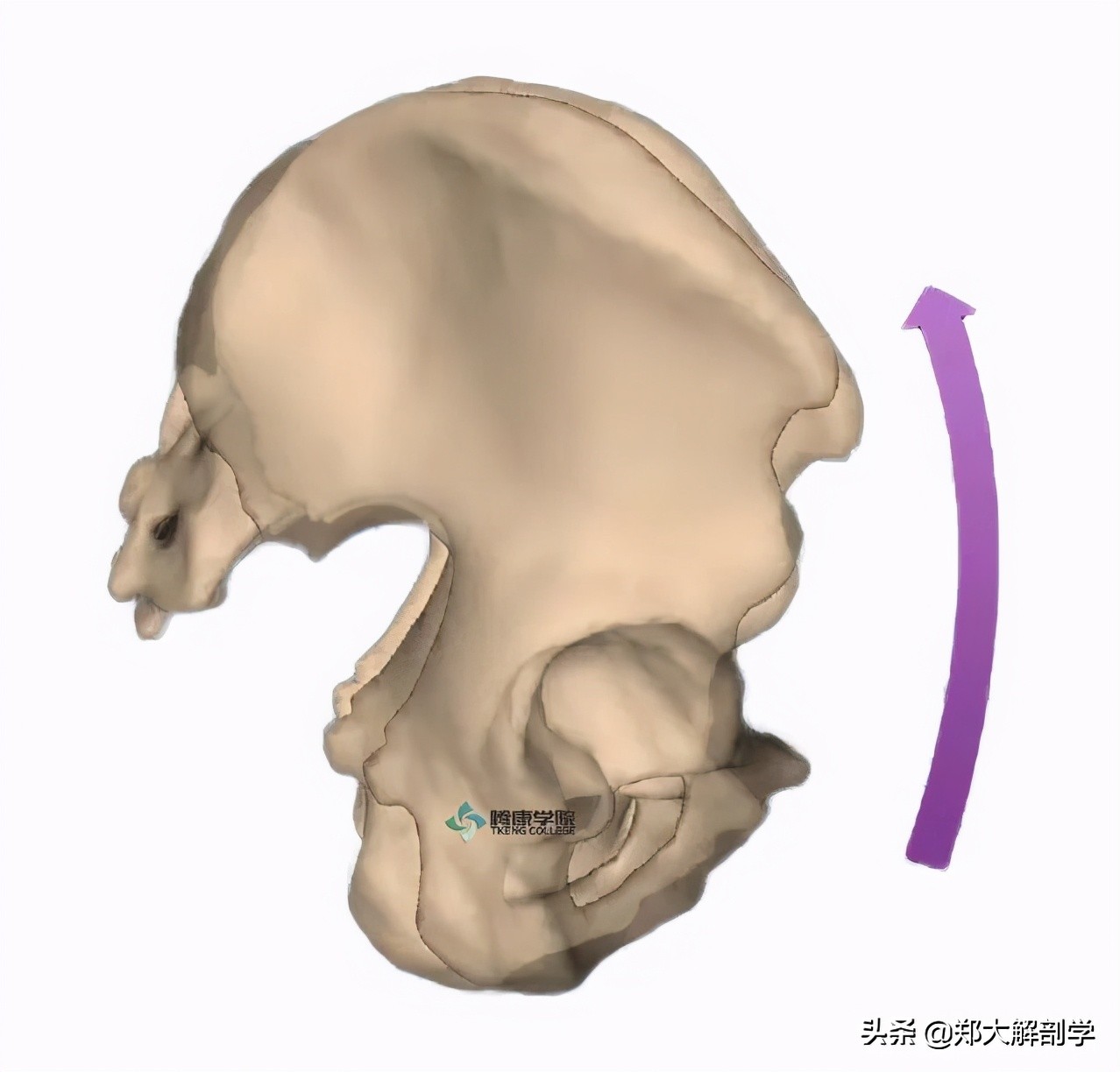 下背部疼痛吃什么药,治疗背部疼痛的最好方法