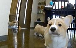 犬病的发现及护理常识,犬伤处置规范最新指南