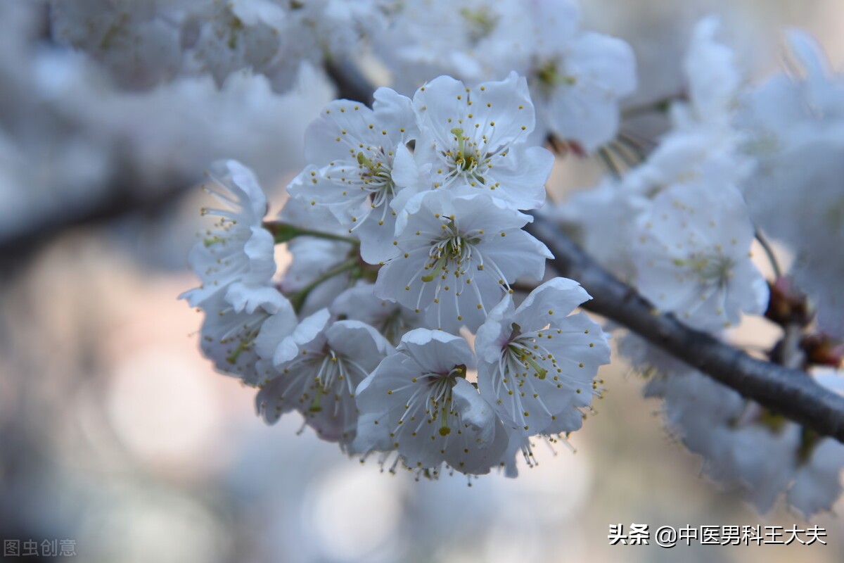 中医治肝胆湿热方剂分析,肝胆湿热看中医还是西医