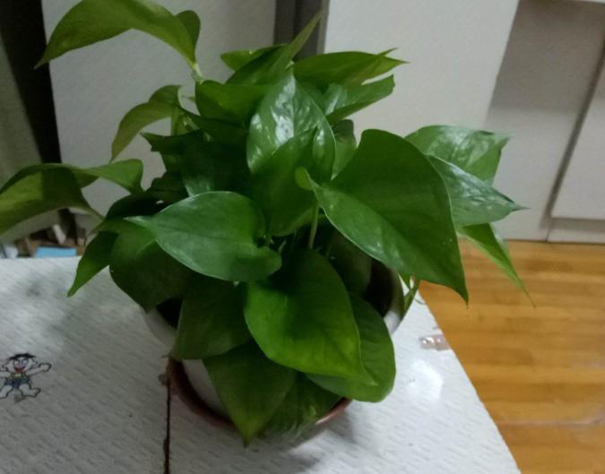 土培绿萝怎样让叶子生长快速,水培绿萝叶黄了怎么养才能更旺盛