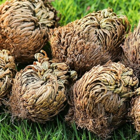 养了很多花只有绿萝最好养,绿萝养死还能养什么花