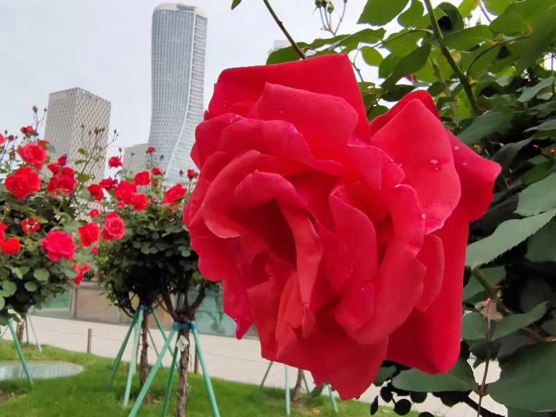 高中常考成语及解释1000个,高考常考成语积累归纳