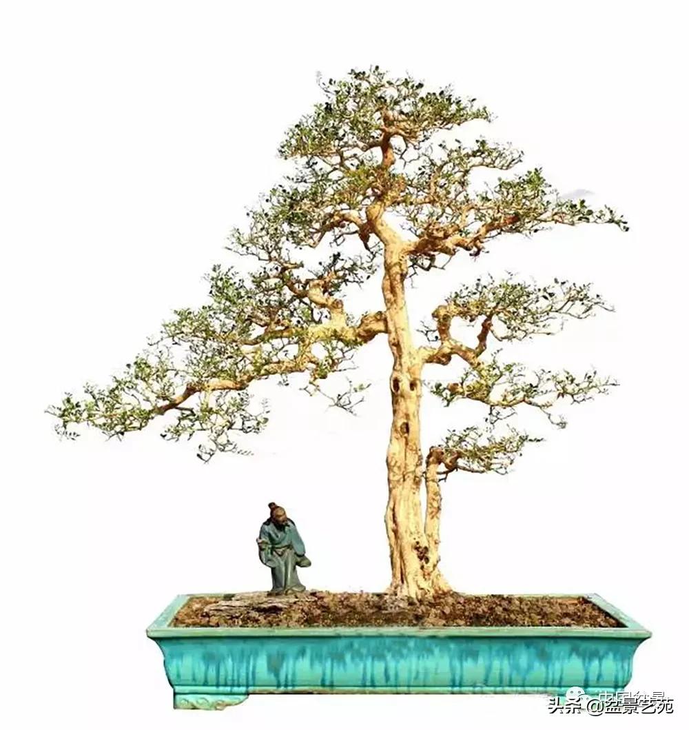 盆景不是一招一式就能完成的,盆景各有各的玩法不用攀比