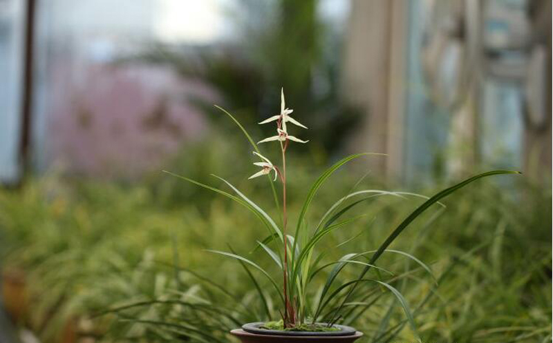 寒兰不长是怎么回事,寒兰为什么不耐寒