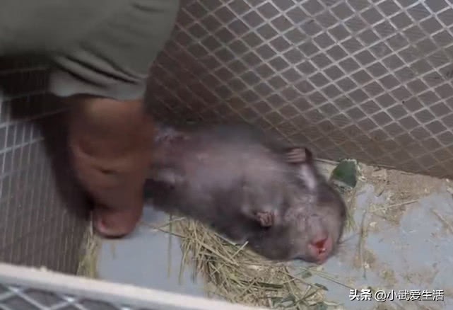 竹鼠中暑被华农兄弟埋在沙子里,华农兄弟这只竹鼠中暑了原版