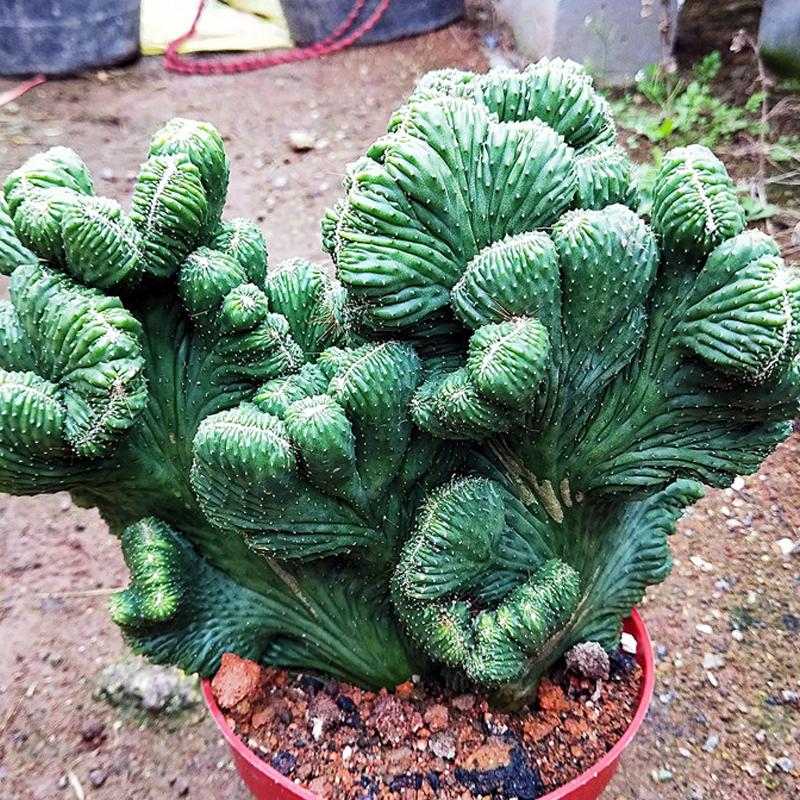 钁辩繝鎸烘嫈,娴峰崡浜旀寚灞辨嘲鍥藉北绔规爲