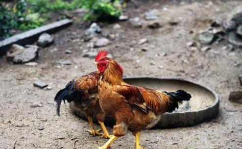 五毒之一的蜈蚣为什么不毒死公鸡,五毒中的蜈蚣为什么毒不死公鸡