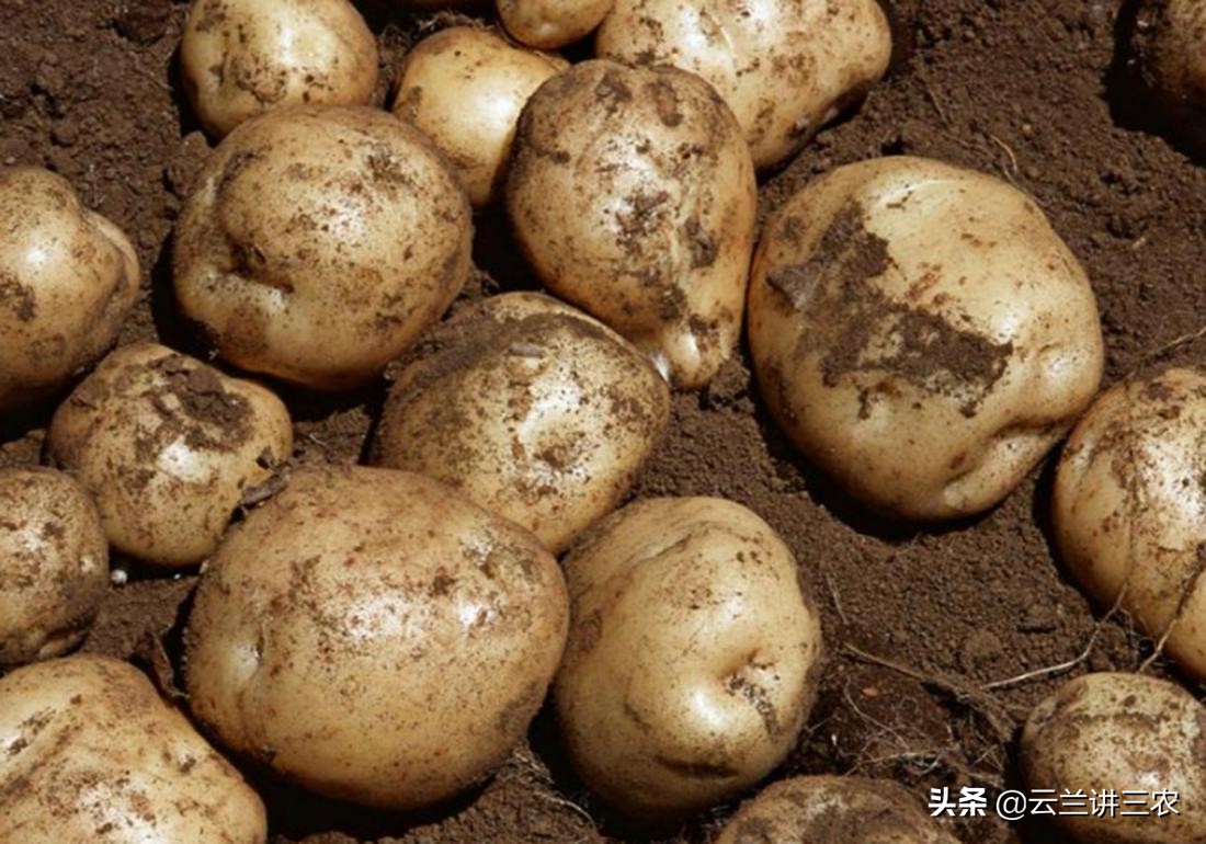 马铃薯栽培标准是什么样的,适宜南方种植的马铃薯品种有哪些