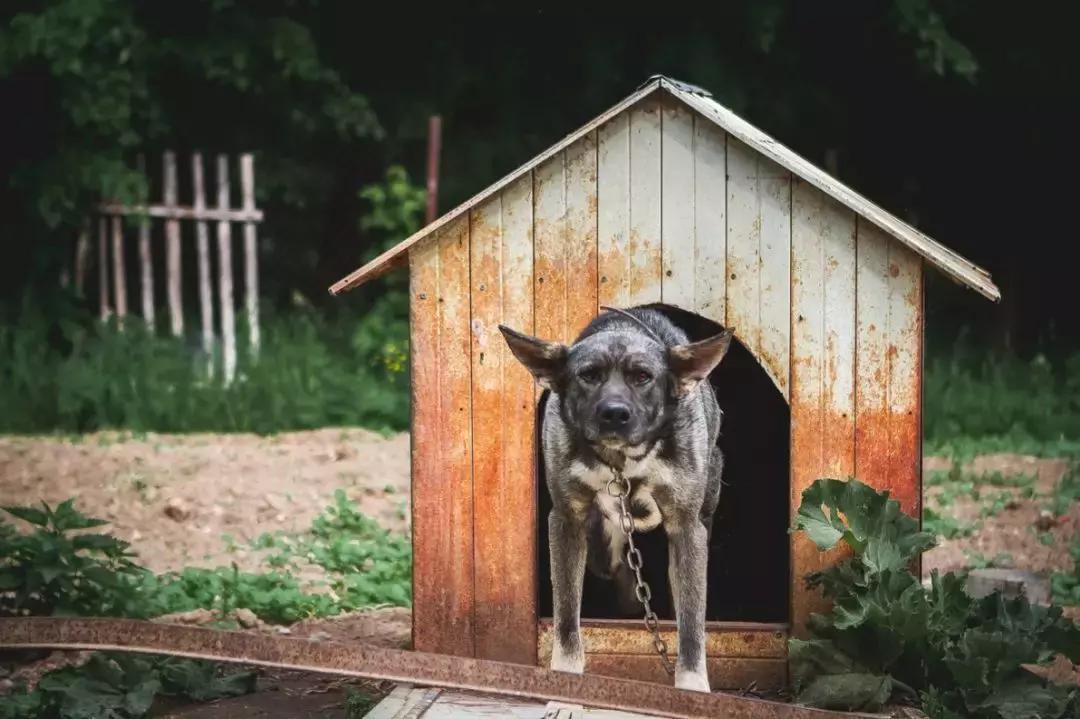 莫斯科宠物展会,莫斯科宠物用品批发市场