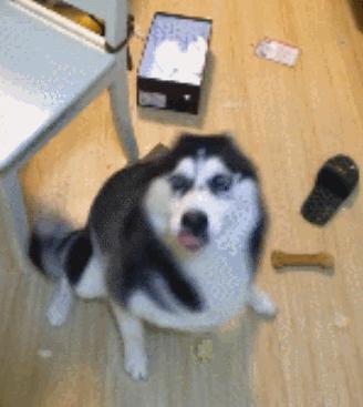 哈士奇拆家的能力到底有多强,二哈拆家和哈士奇拆家谁更厉害