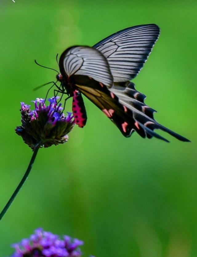 亚马逊蝴蝶扇动翅膀引发海啸图片,亚马逊那只蝴蝶是怎样引起海啸的