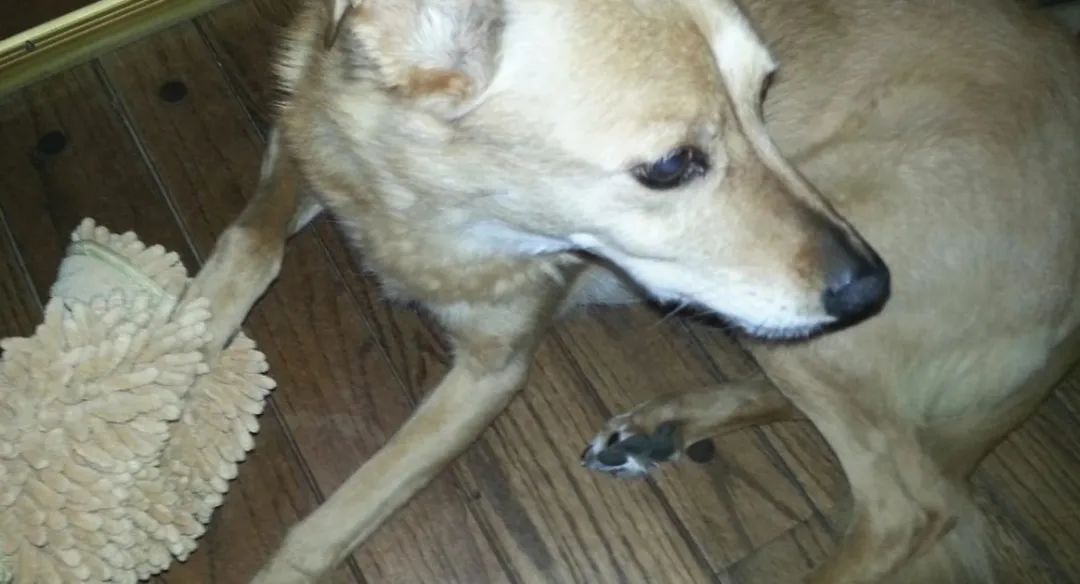 趾间炎狗狗怎么预防,下雨天怎么预防狗狗趾间炎