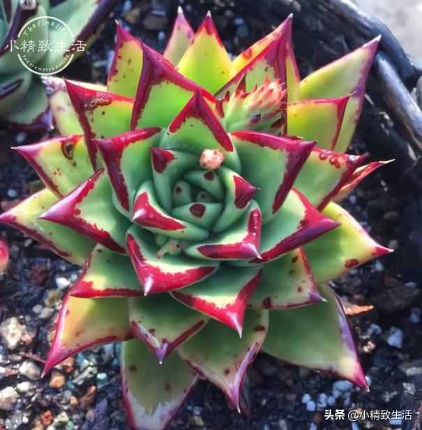 出去旅游怎么给植物浇水,外出旅游家里盆栽植物怎么管理