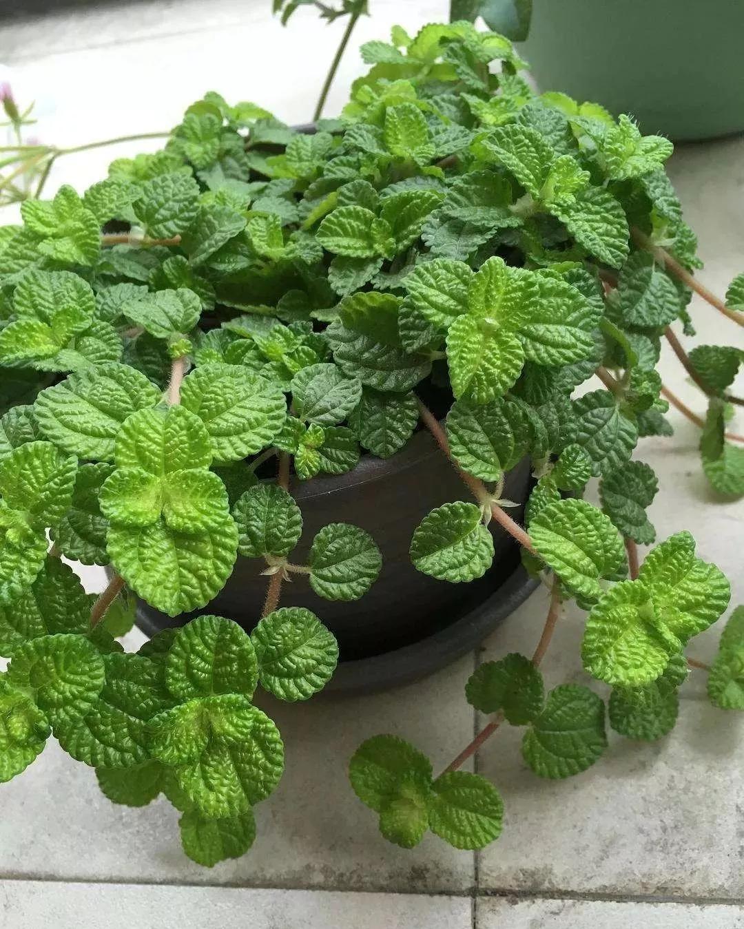 甲醛潜伏于室内多高的位置,甲醛吸入20天会怎么样