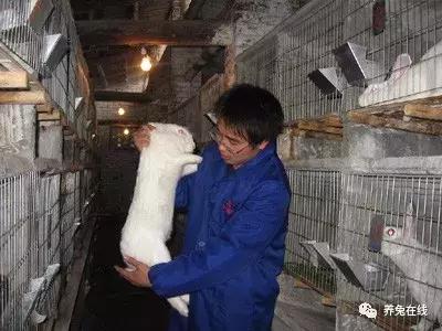 幼兔生病的预防和治疗,母兔乳房炎预防措施