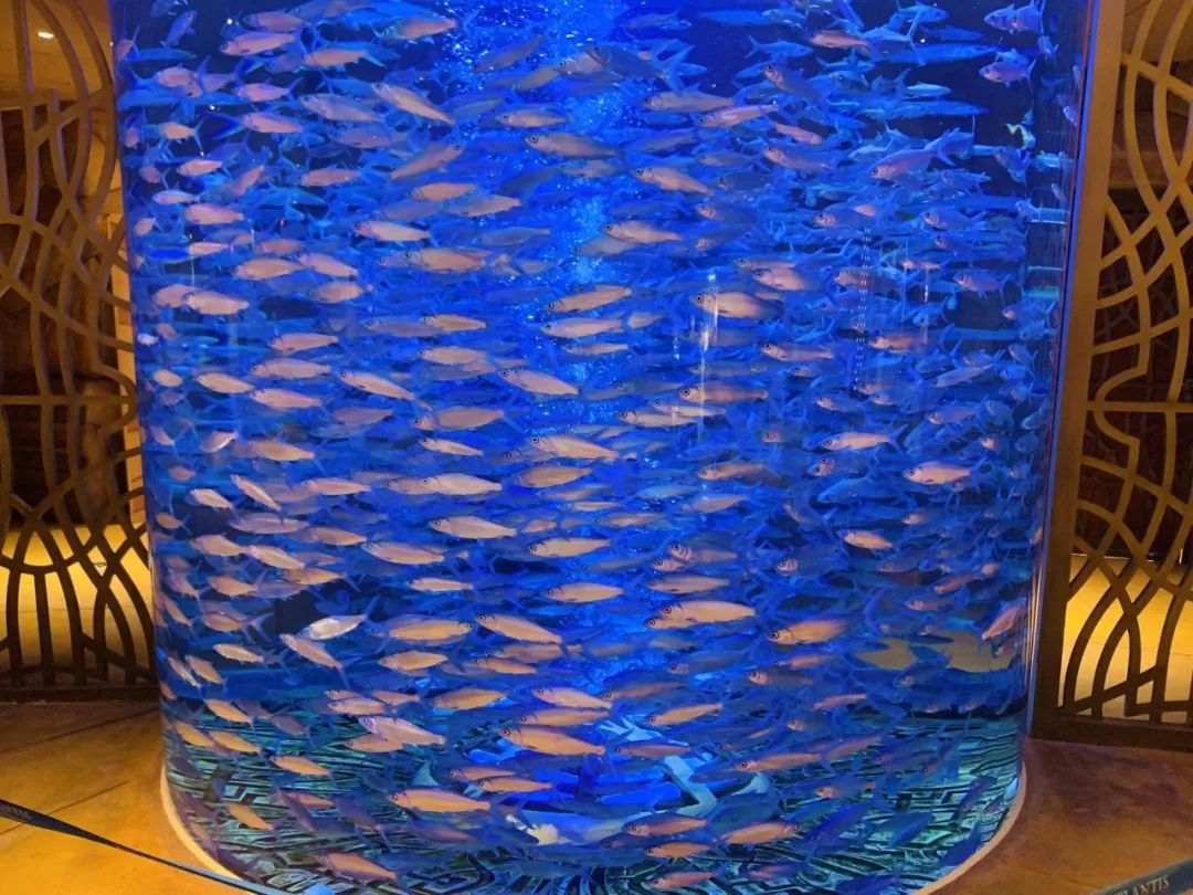 上九天揽月，下五洋捉鳖。看二孩老父亲如何带全家打卡亚特兰蒂斯