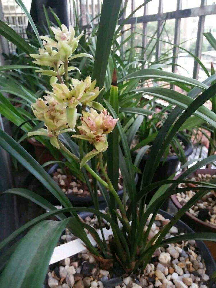 带浓郁香味的兰花,哪些兰花的香气很浓郁推荐几种