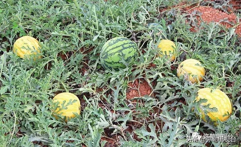 弥勒千亩西瓜熟了!黄心瓜、红心瓜、小香瓜…你喜欢哪种?