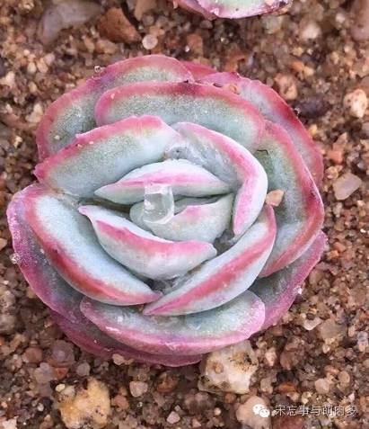 多肉月影系有哪些品种,月影系多肉品种大全