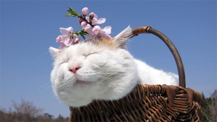 怎么清理猫咪毛上的驱虫药,大扫除怎么清除猫毛