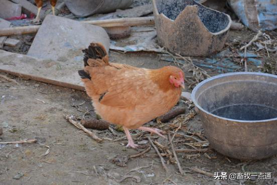 组织滴虫病,黑头病的预防跟治疗