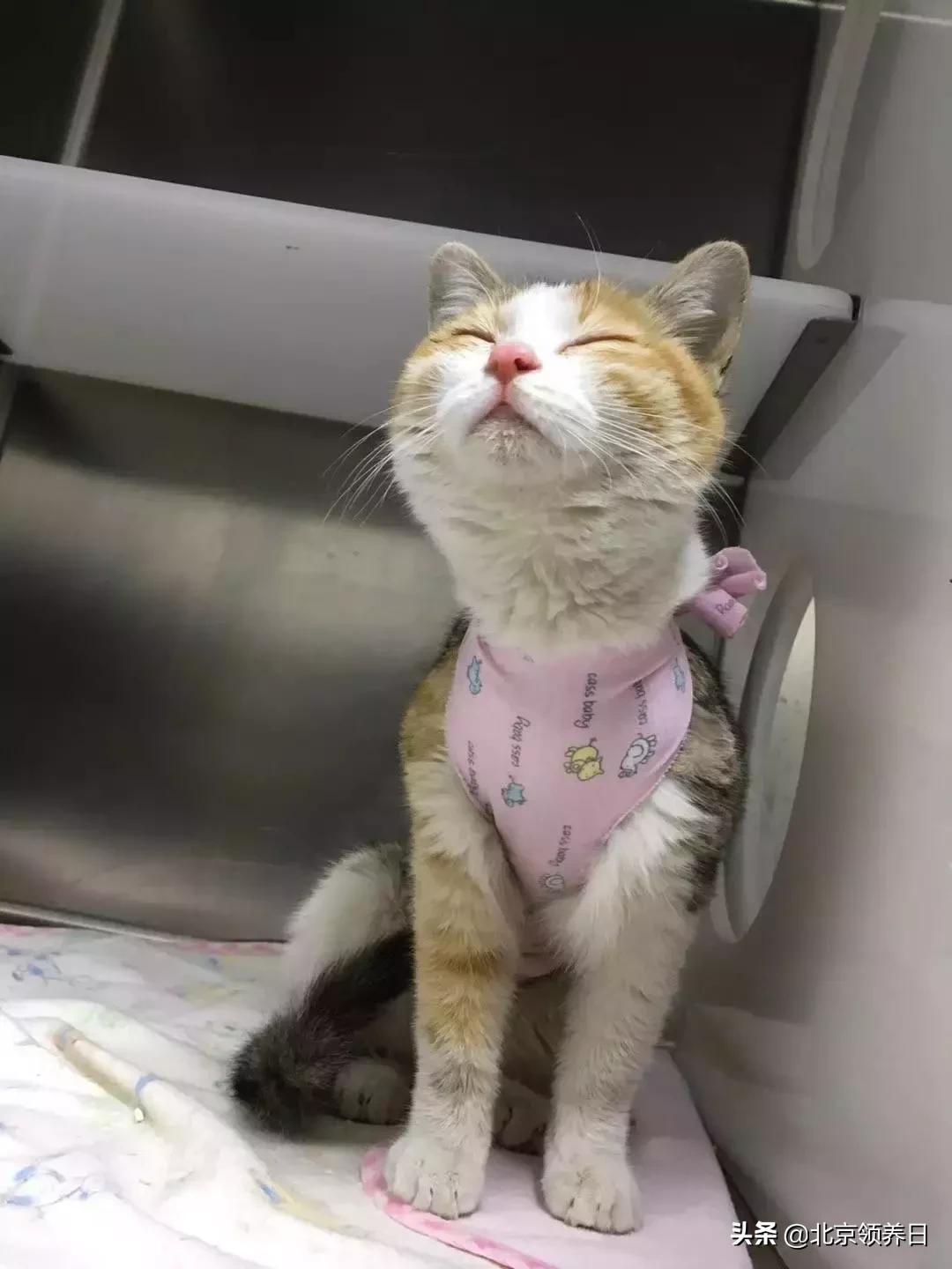 #领养代替购买#给它们一个家|线上宠物领养日,20190608加场