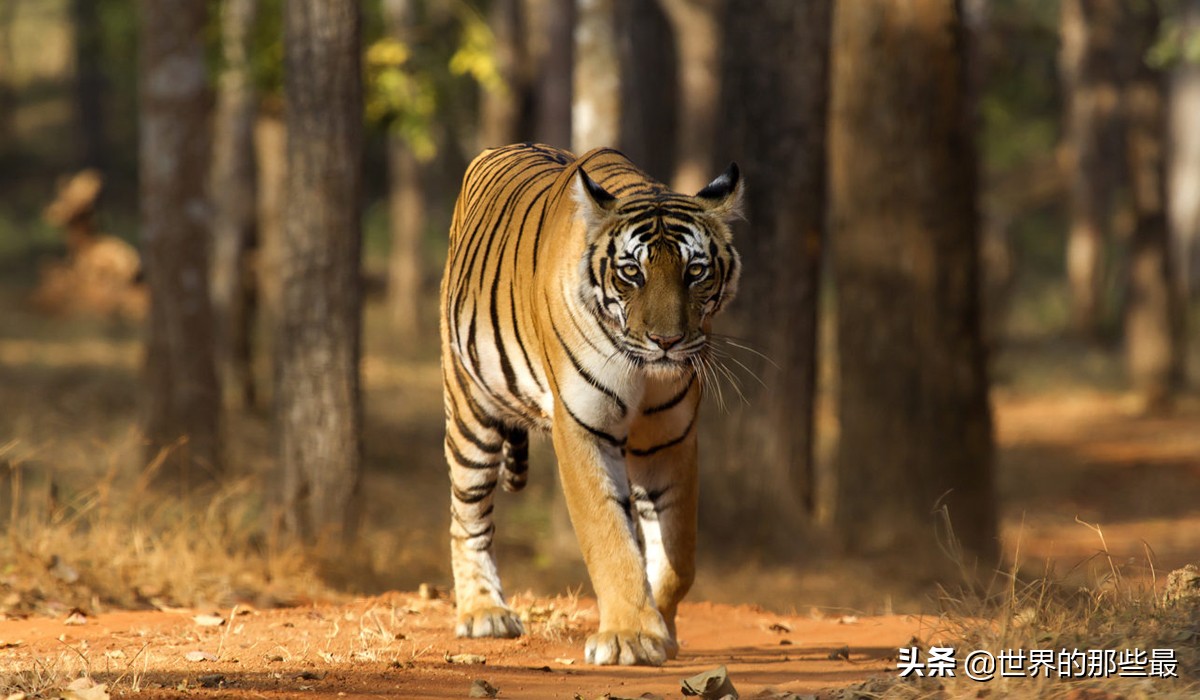 世界上最厉害的三大猛兽第一名,世界上都有哪些比较猛的猛兽