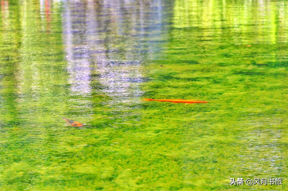 广东佛山百岁名园40年建成，关山月题名，罗哲文称它岭南第一园