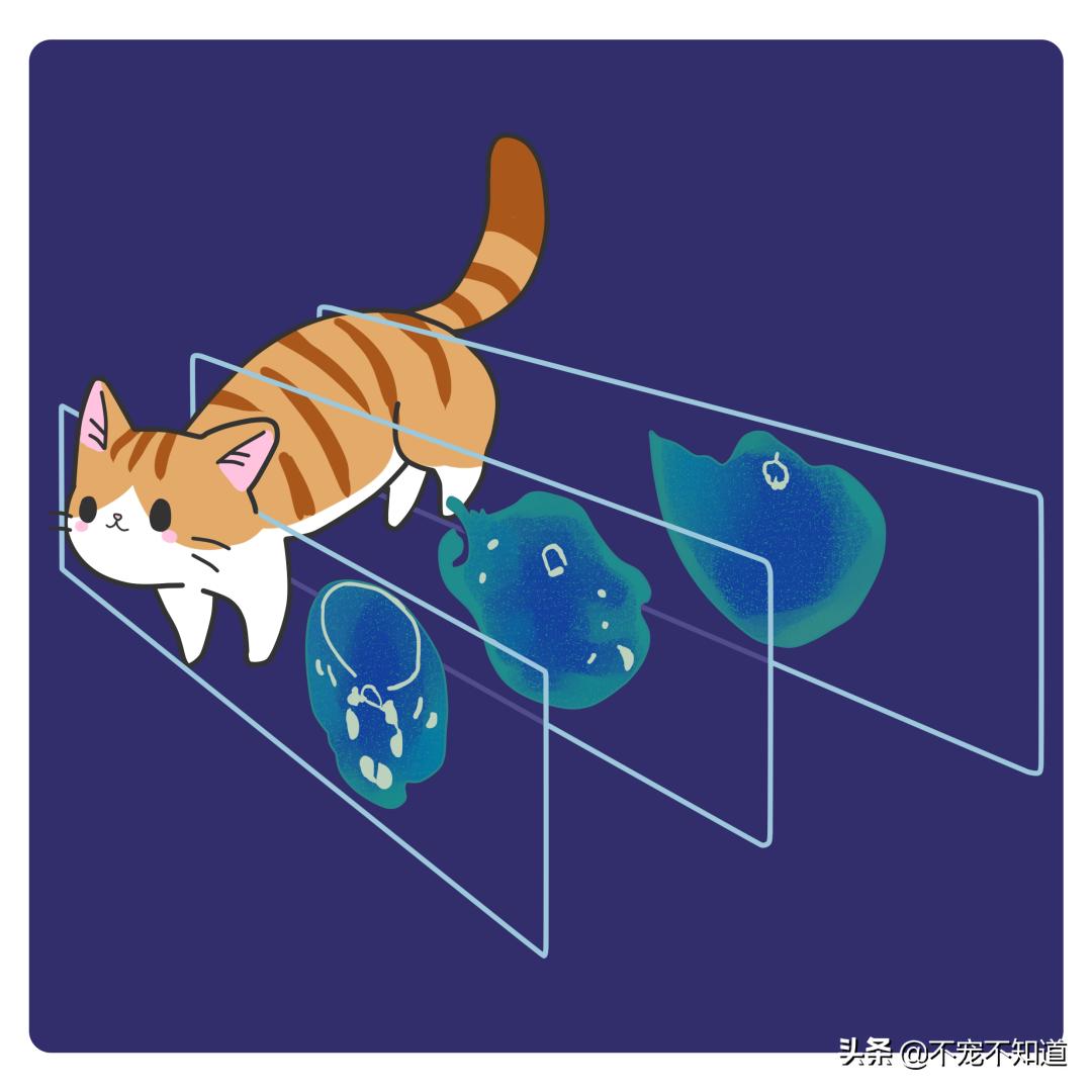 宠物b超和x光的区别,宠物检查b超费用