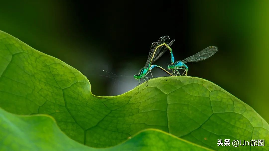 最幽静古韵江南唯美夜景风景,带你看夏日高原怡人的风景