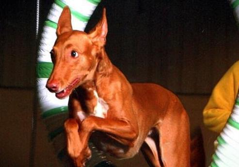 这几种狗价格贵还难养你敢试试吗,最贵的六种狗