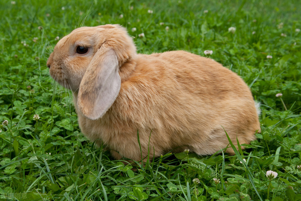 兔子脚底红肿用什么药,兔子脚受伤流血